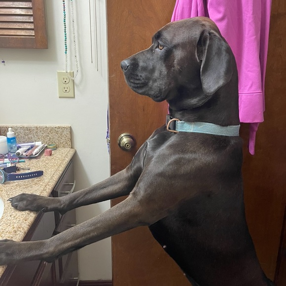 Meet your Posher, Victoria - Picture 10 of 17